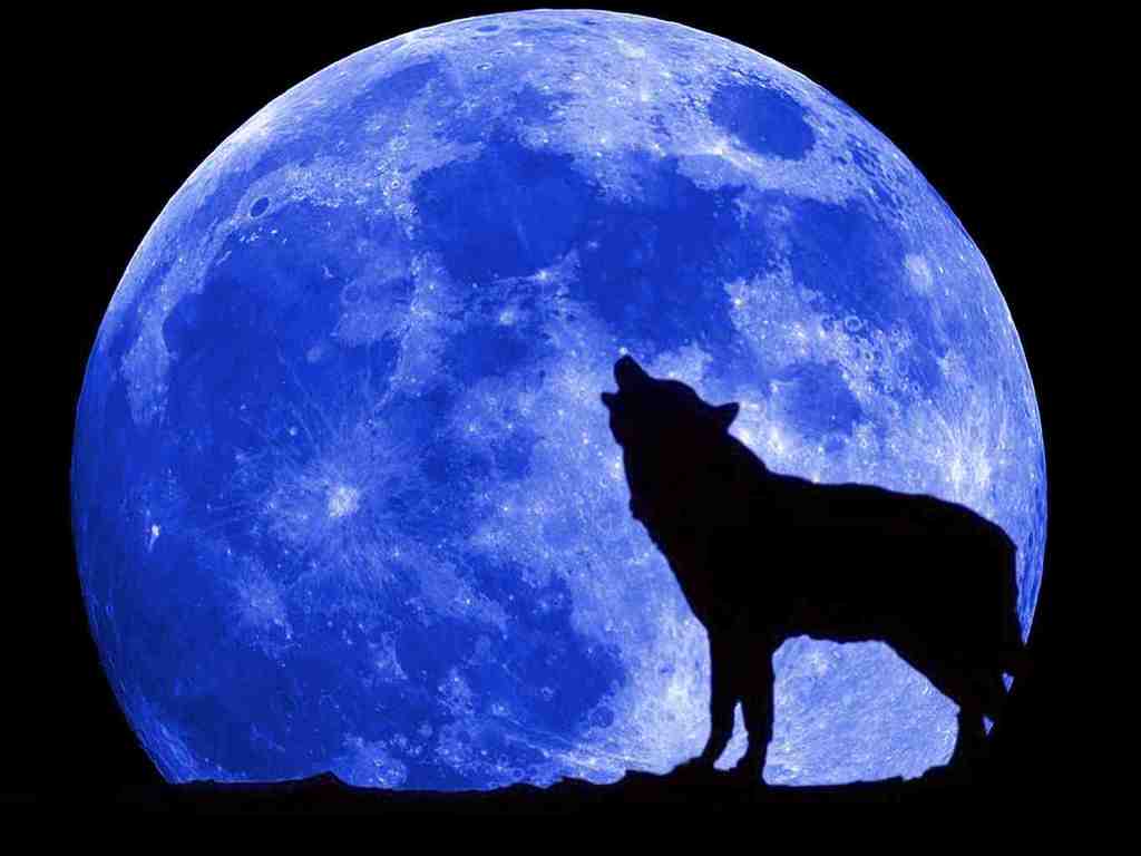 Full Blue Moon Wolf - wallpaper