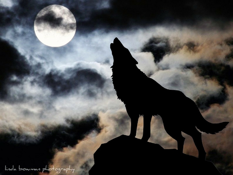 Moon,wolves moon wolves wolfs rain 1440x1080 wallpaper Moons