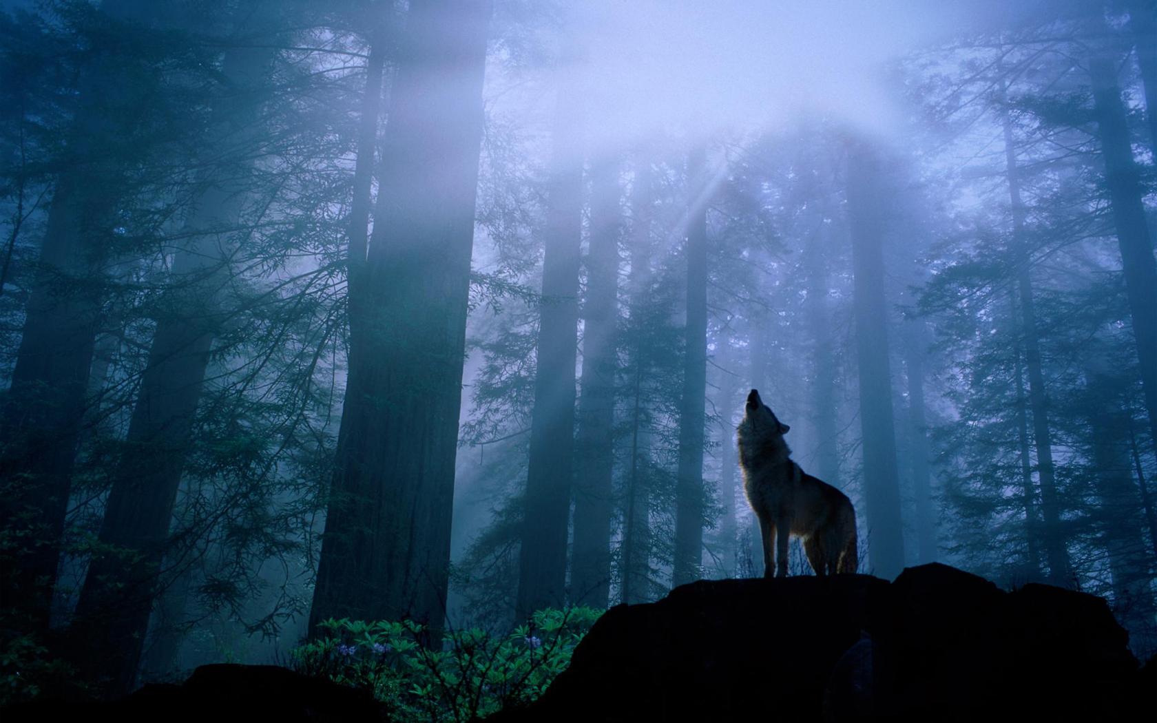 805 Wolf HD Wallpapers | Backgrounds - Wallpaper Abyss