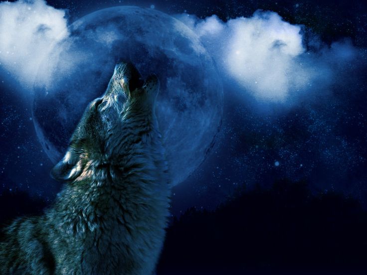 Moon Wolf Wallpapers Group 70