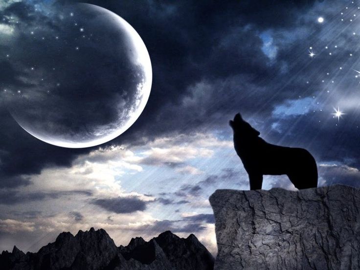 DARK MOON HOWLING WOLF Wallpaper | Animals | Pinterest | Dark Moon ...