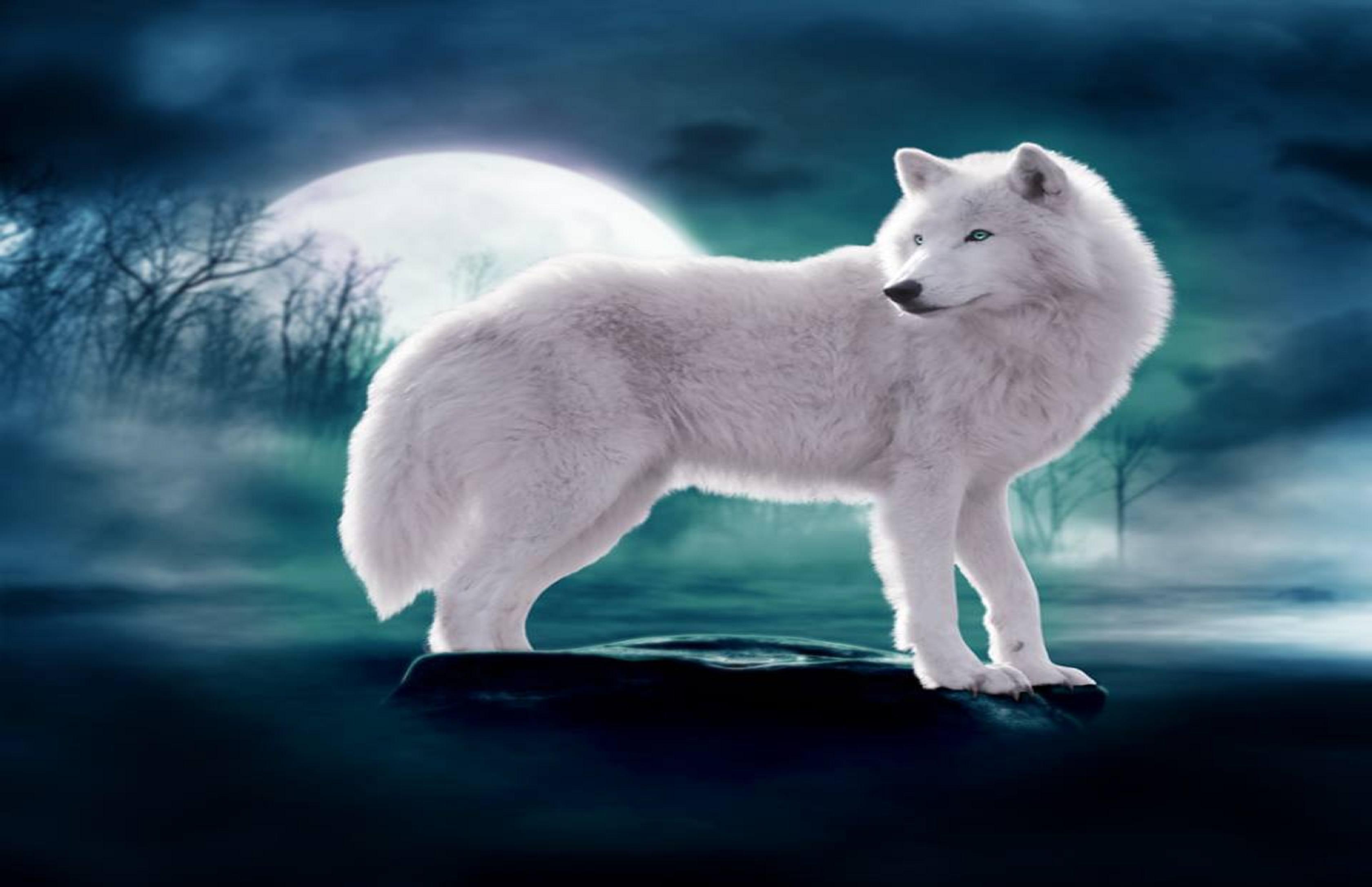 Wolf in moon light - (#143014) - High Quality and Resolution ...