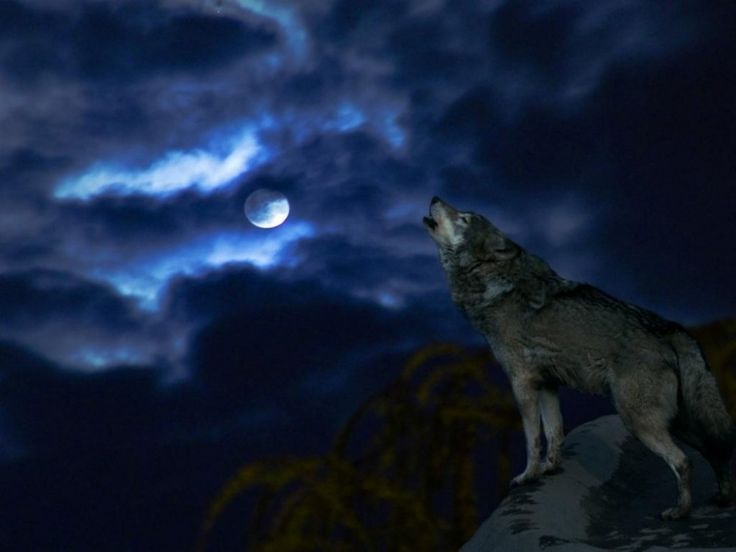 Wolves Of The Beyond Site | wolf moon Wolf Moon | wolves ...