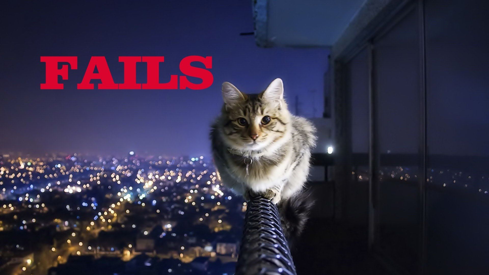 Epic Funny Cat Fails 1 Cool Wallpaper - Funnypicture.org
