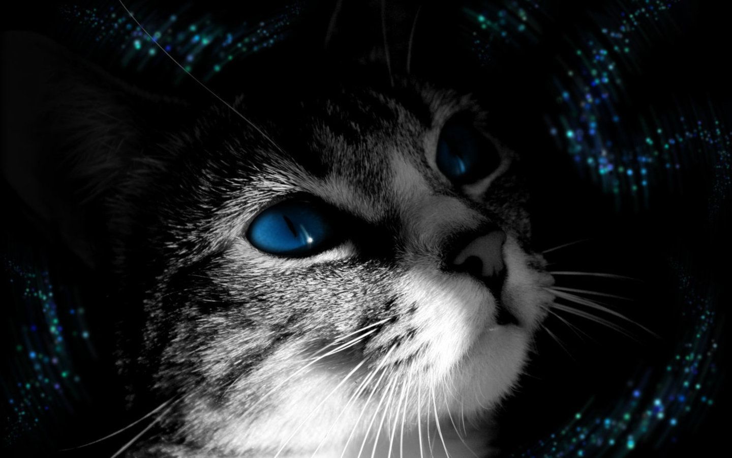 Kitty Blue Eyes Wallpaper - HD Wallpapers Backgrounds of Your Choice