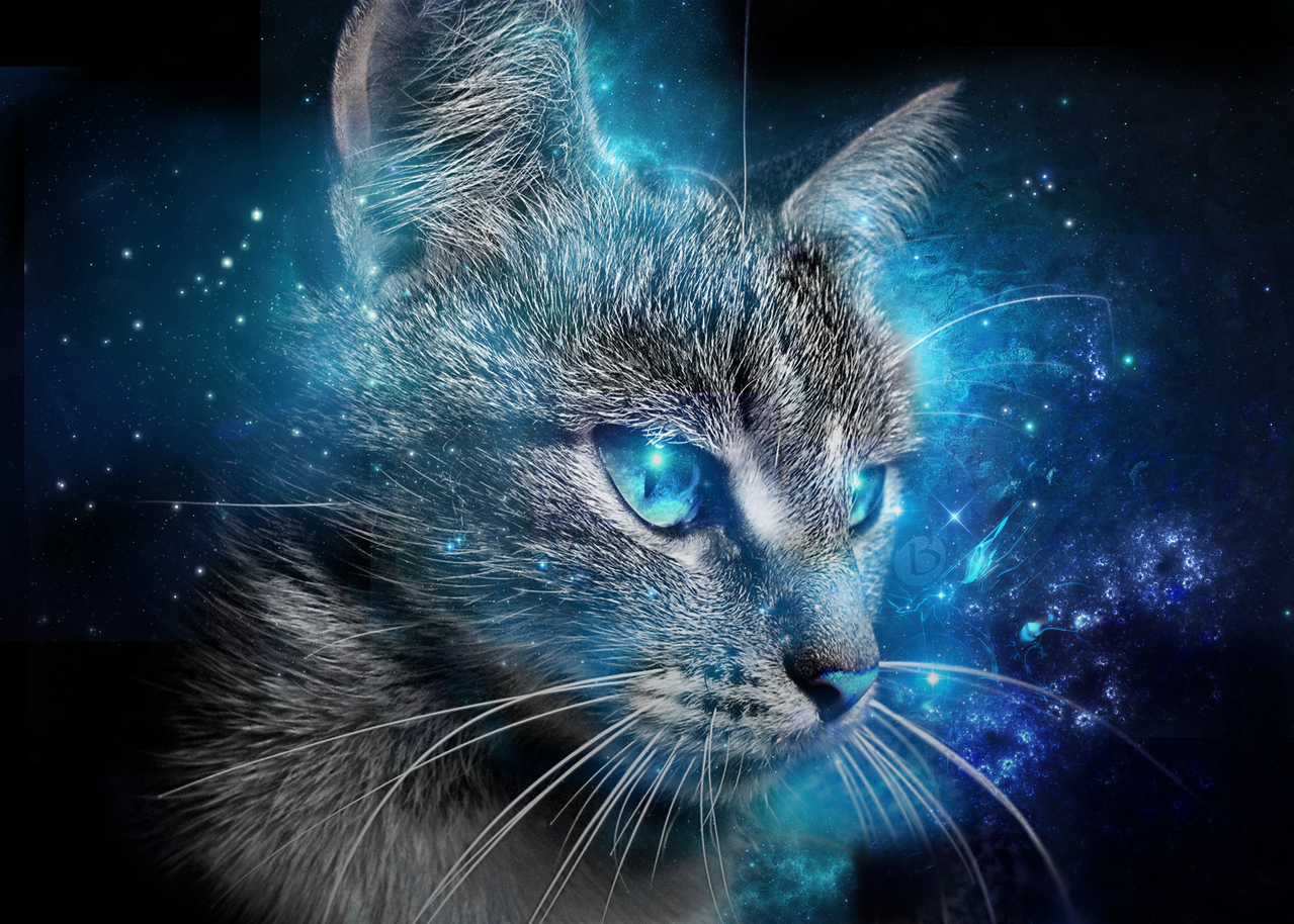 Cat Blue Eyes Wallpaper 2015 by Badr DS on DeviantArt