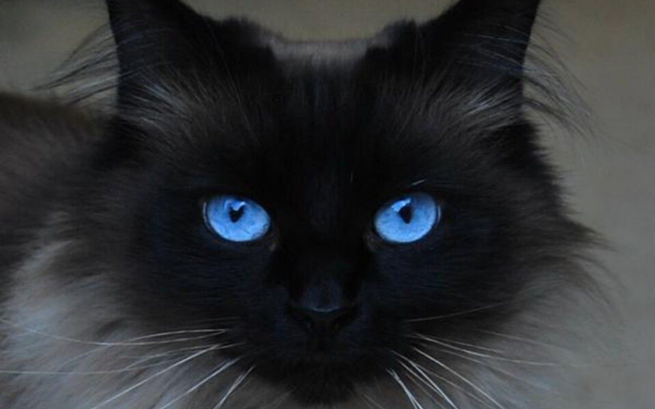 Beautiful Blue Eyes - Cats Wallpaper 16233668 - Fanpop