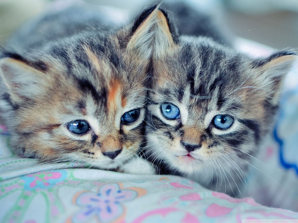 Baby Kittens With Blue Eyes HD desktop wallpaper : High Definition ...