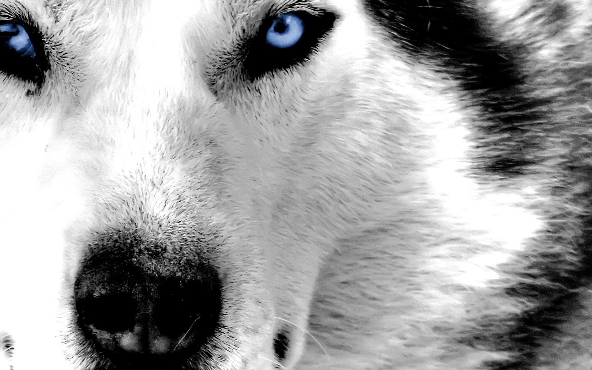 Siberian Husky Blue Eyes - wallpaper.