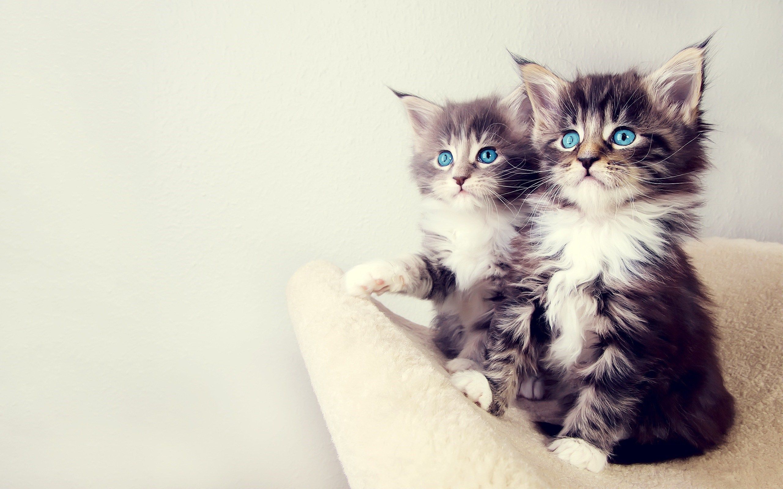 cute, cats, kittens, blue eyes, animals, photo, look, sofa, wallpaper