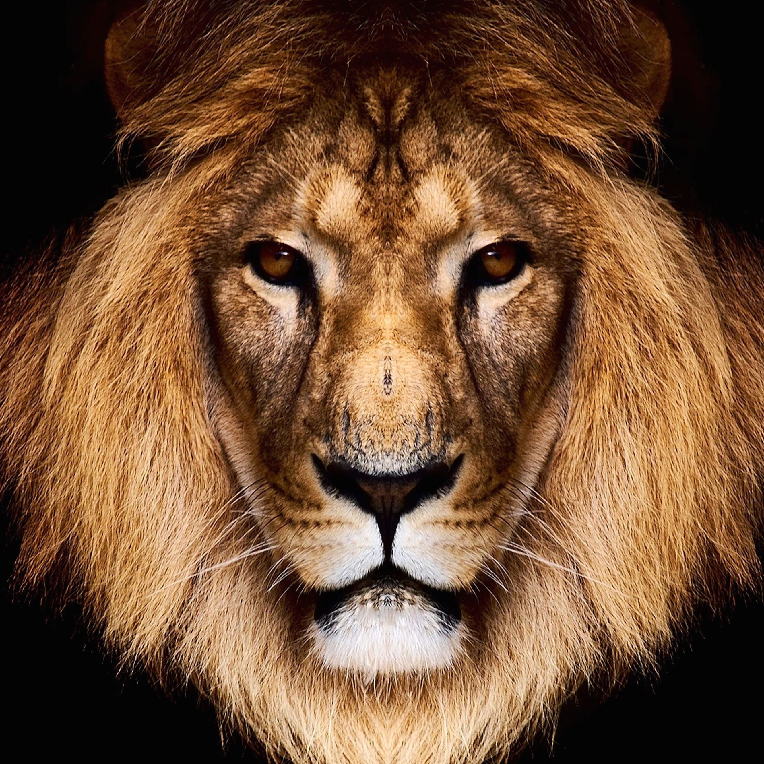 Download King Lion HD wallpaper for iPhone 6 Plus - HDwallpapers.net