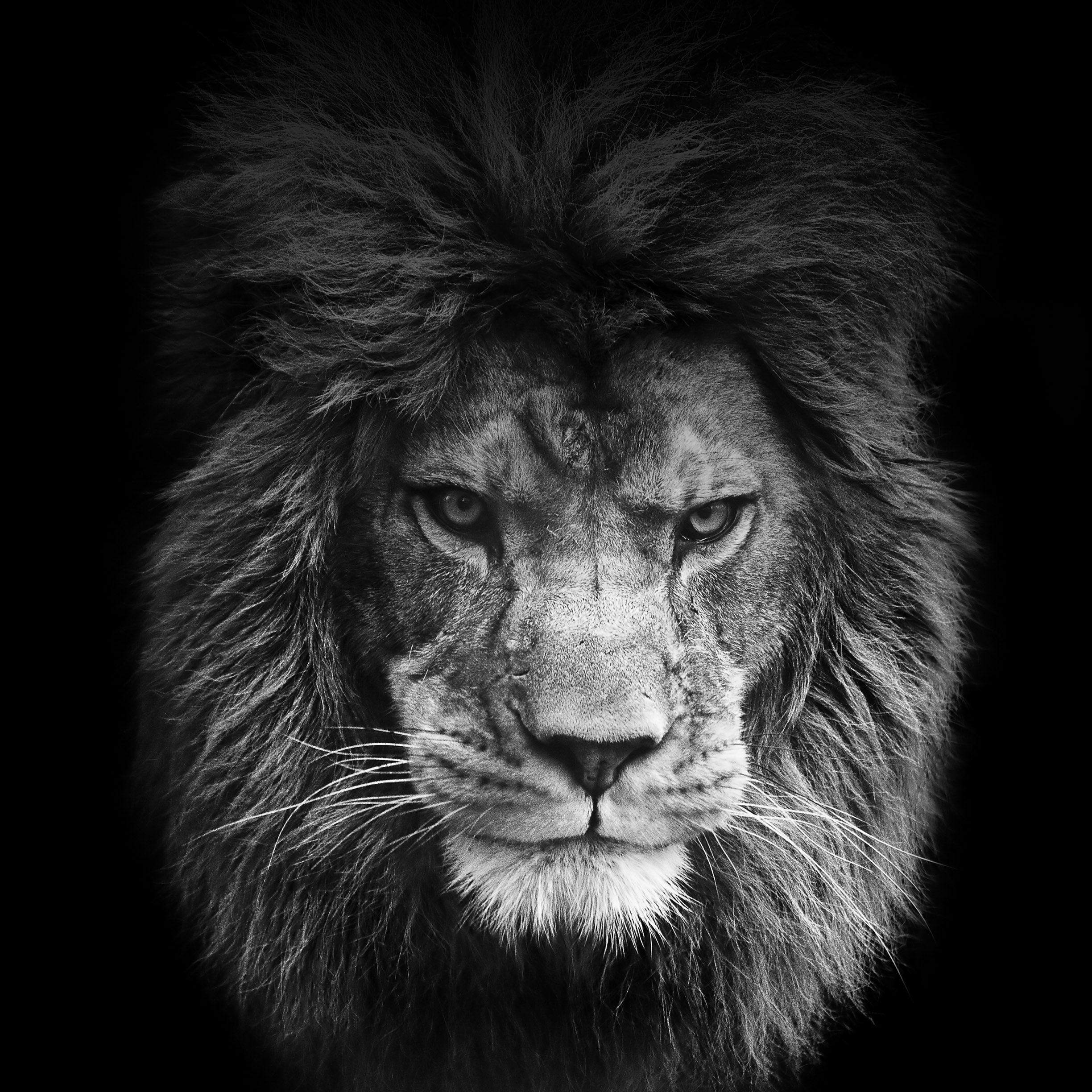 Lion wallpapers for iPhone and iPad
