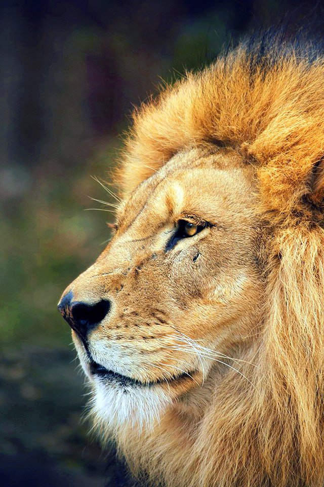 FREEIOS7 | lion-king-in-wild - parallax HD iPhone iPad wallpaper