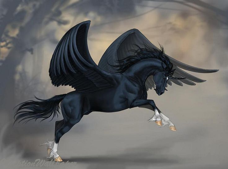 Story Pegasus Winged Horse Wallpaper | Black Pegasus Wallpaper ...