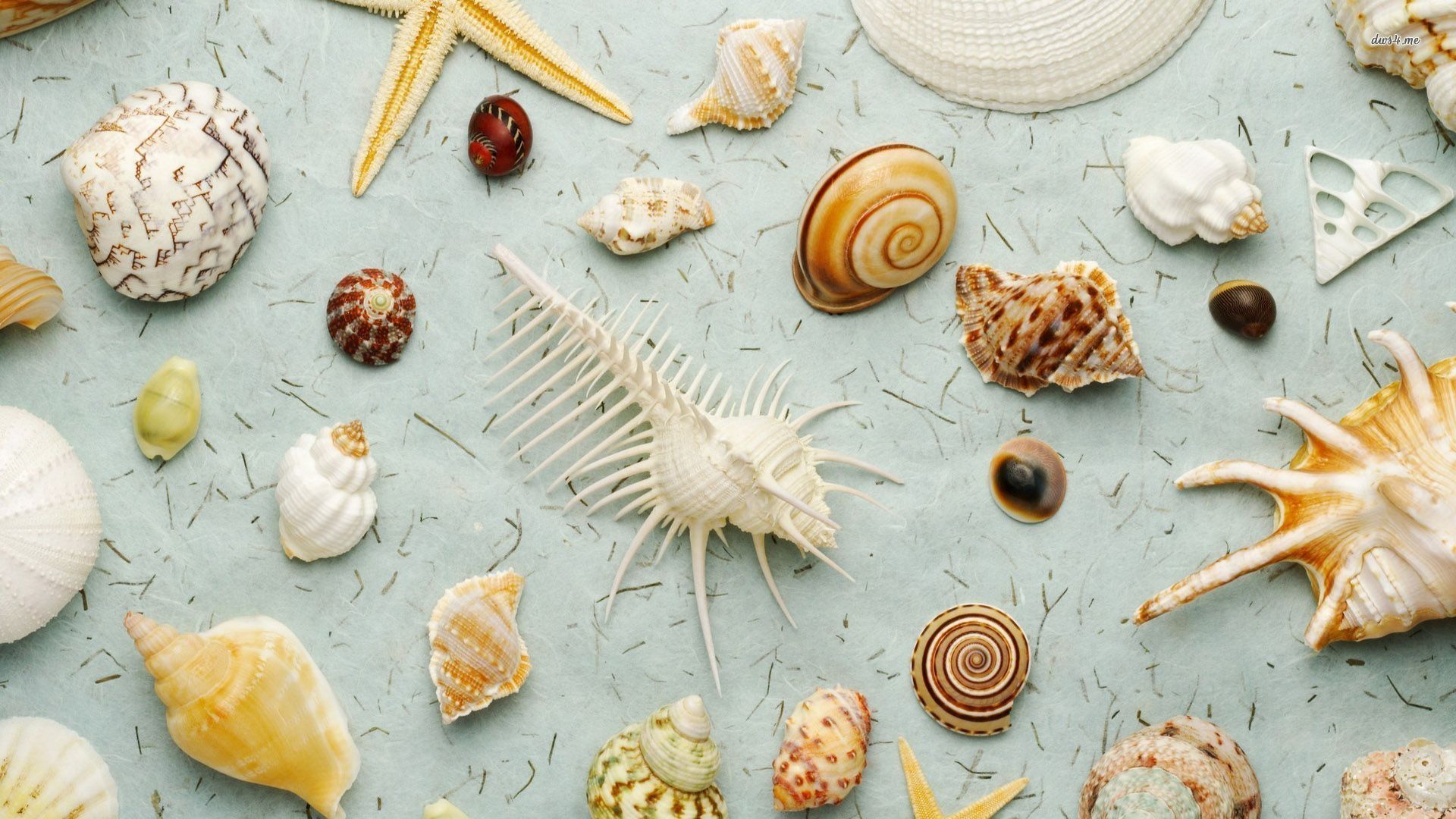 Seashells wallpaper - Photography wallpapers -