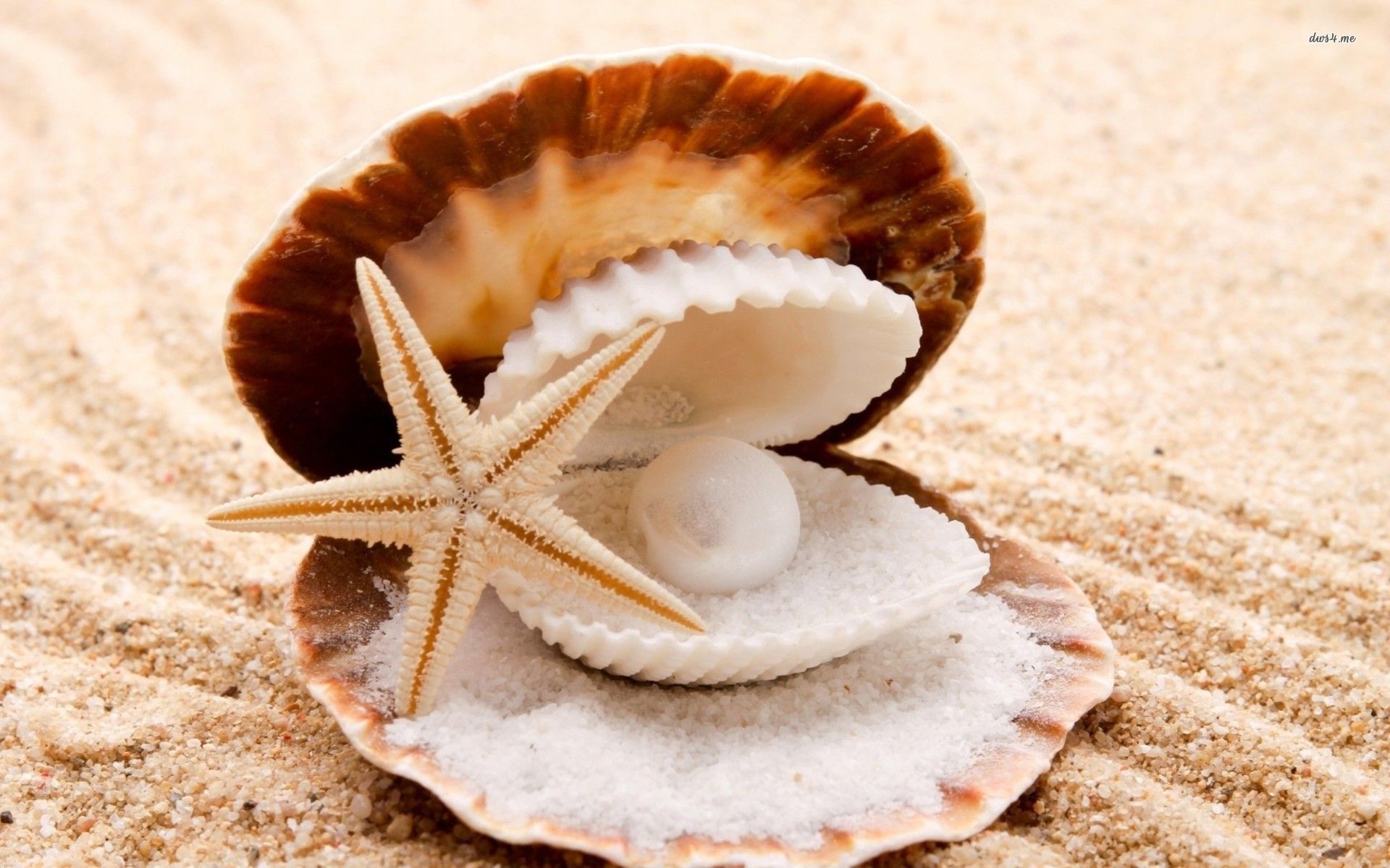 Pearl in the seashell wallpaper - Photography wallpapers -