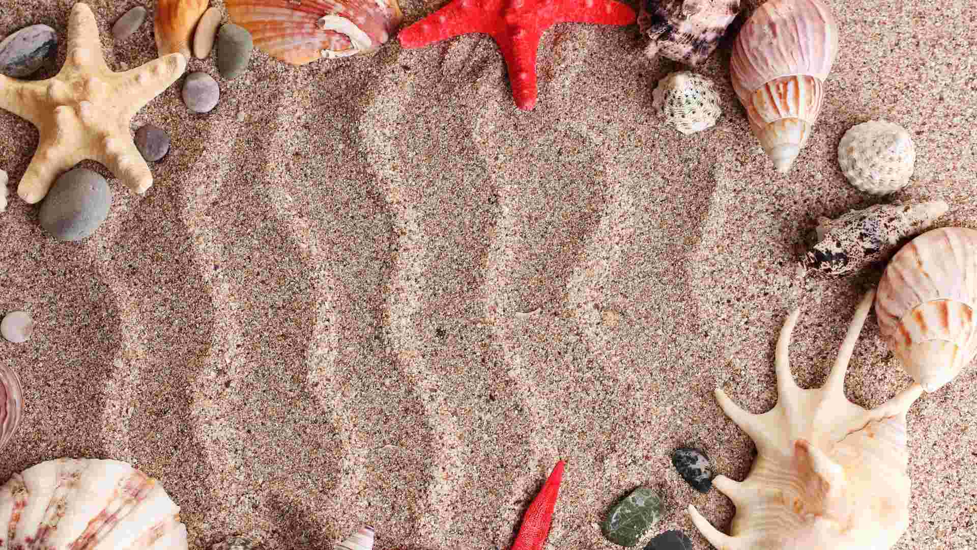 Seashell Wallpapers - Wallpaper Cave