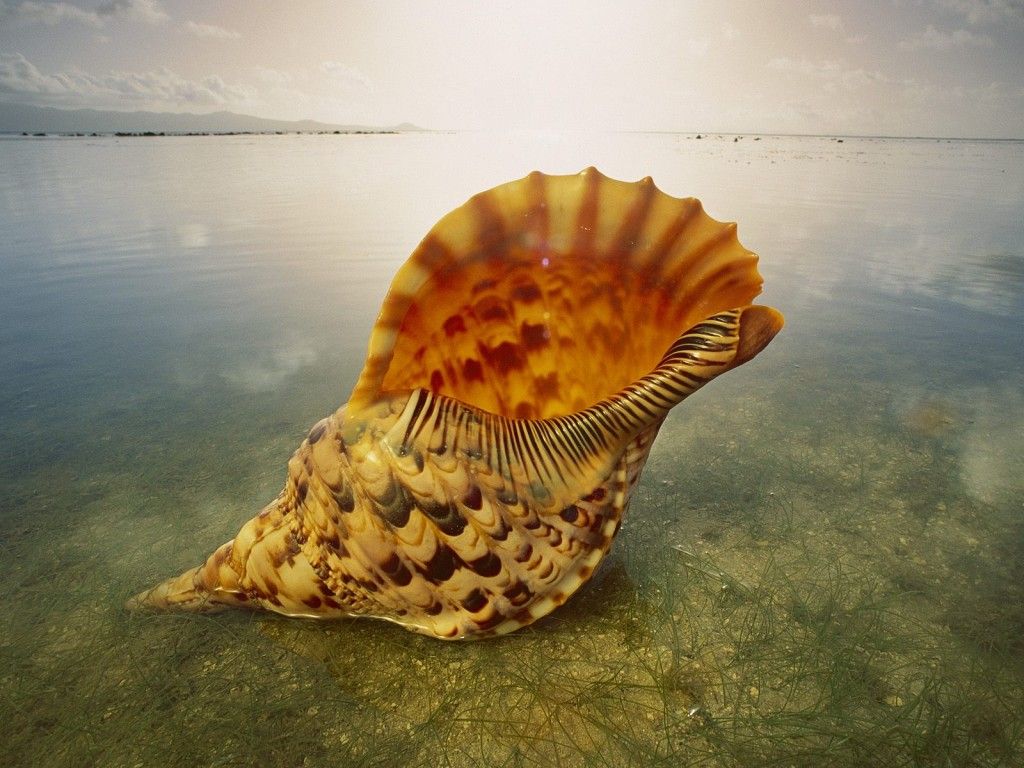 Years wallpapers live chat by liveperson large seashell wallpaper