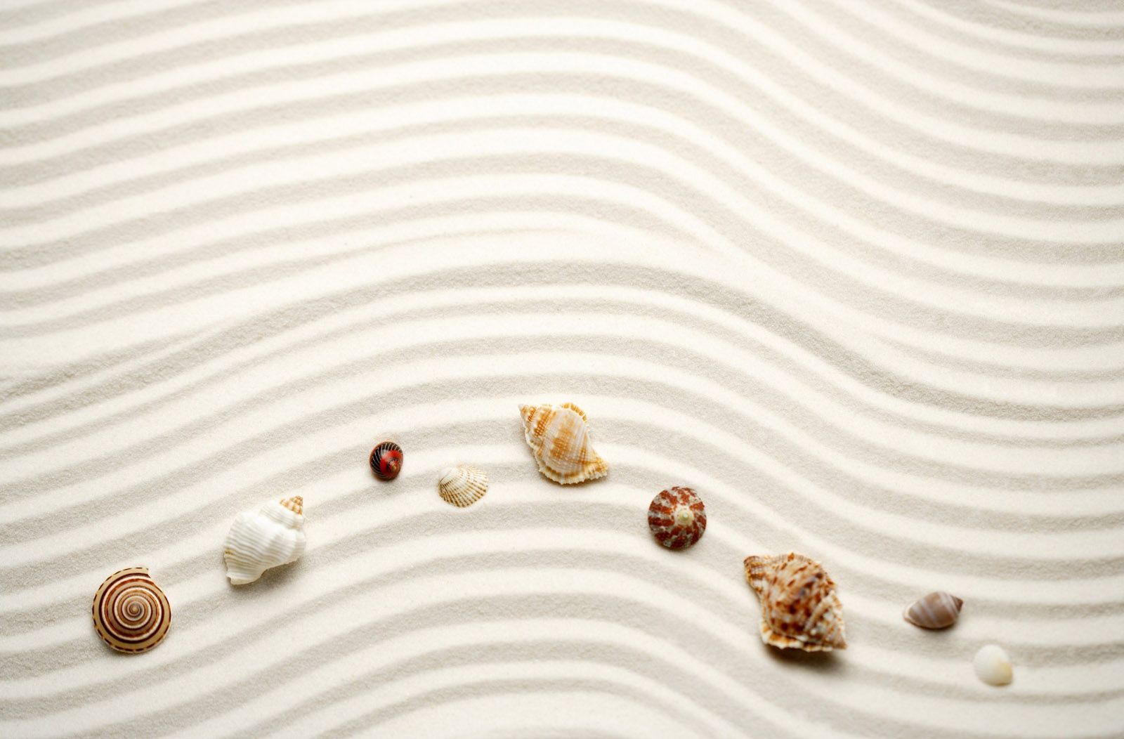 5 beach sand sea shell wallpaper