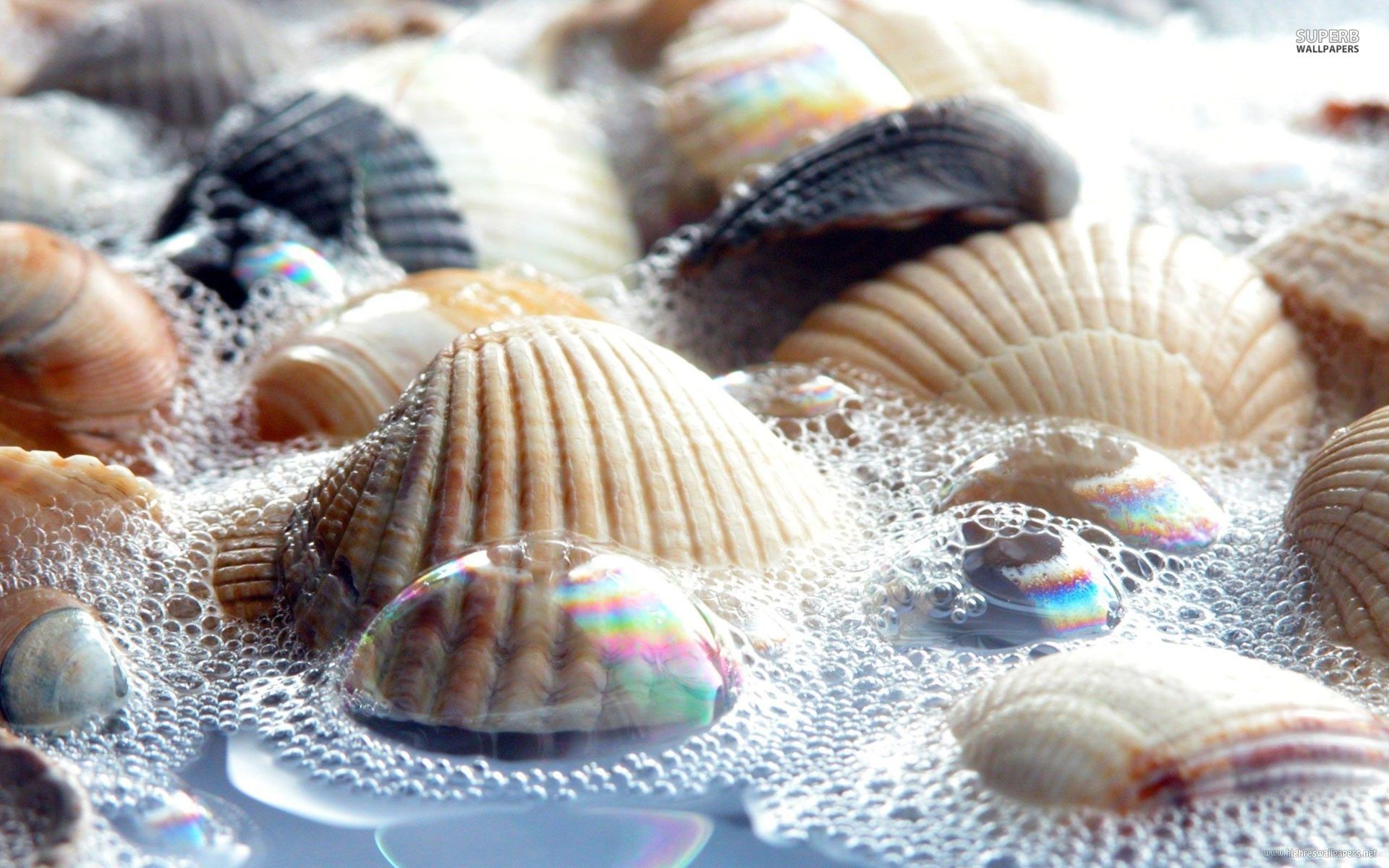 Shells wallpaper - Photography wallpapers -