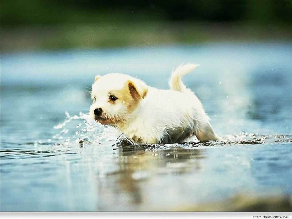 Dog Wallpapers Puppy Group (90+)