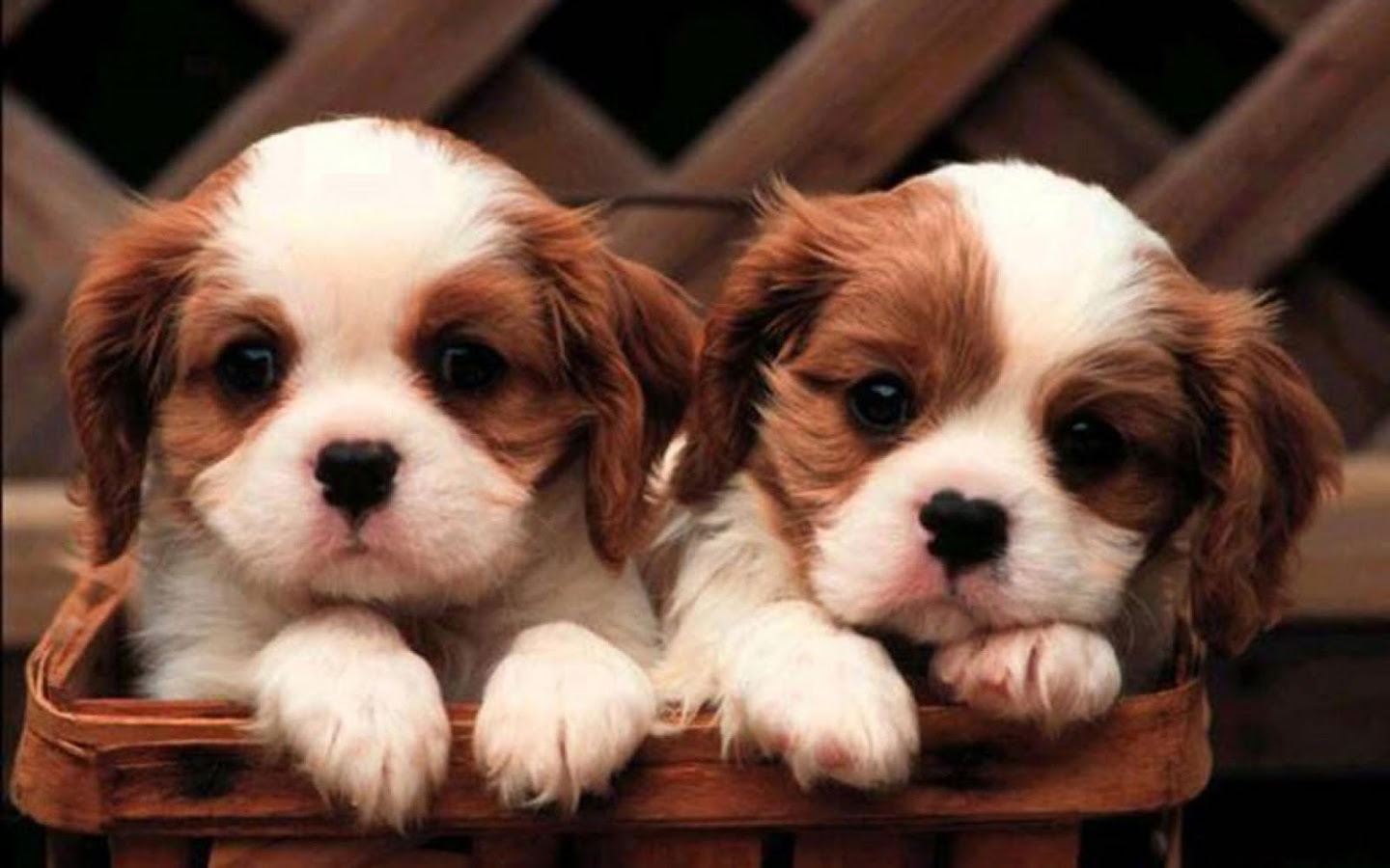 Puppy Dog Wallpaper - Android Apps on Google Play