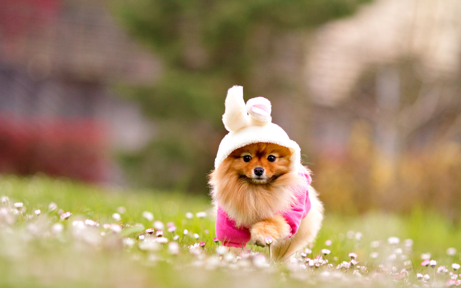 Lovely dog wallpaper download wallpapers cute puppy View HD