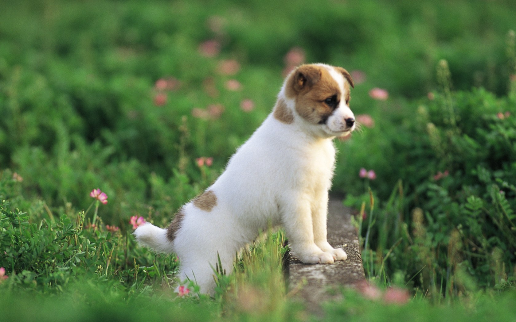 Cute puppy in a park, puppy dog on grass, Lovely puppies outdoor
