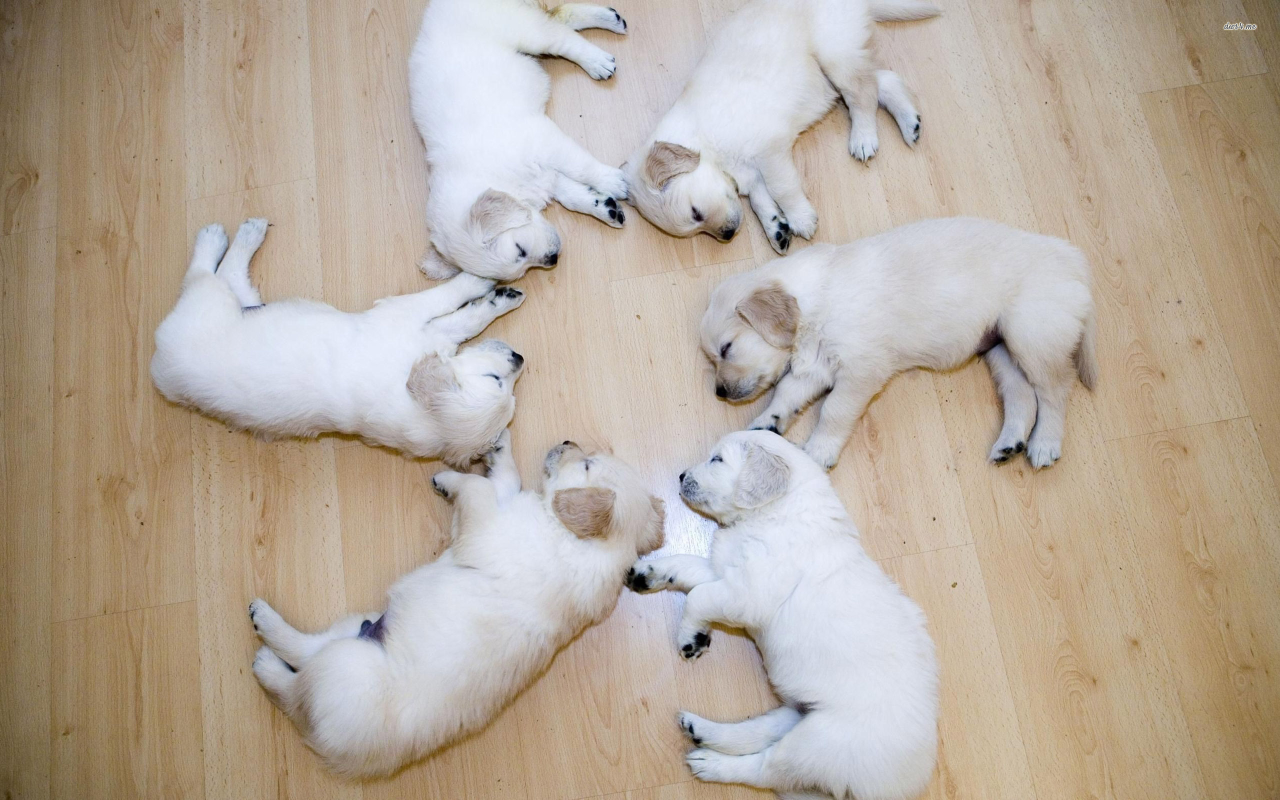 Puppies Wallpaper
