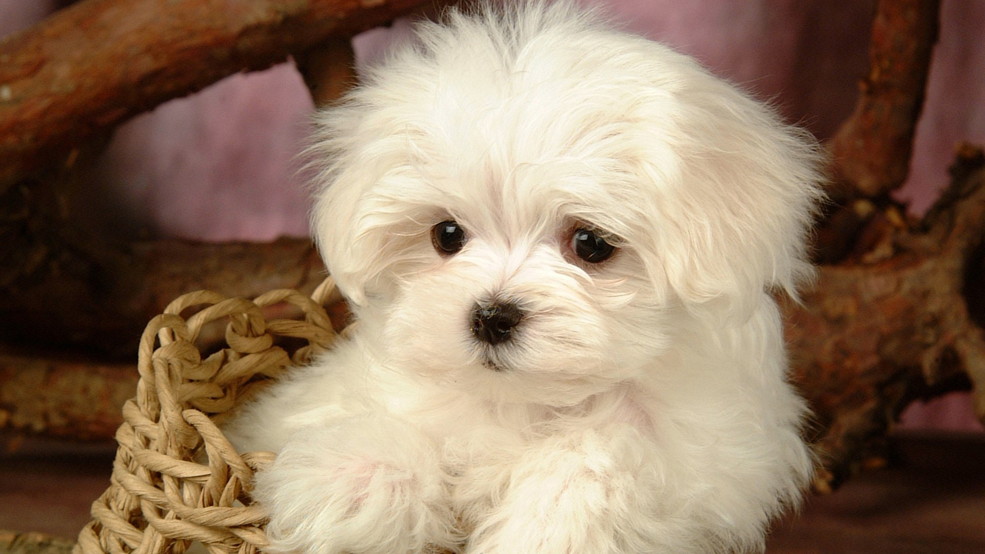 Puppies hd Wallpapers 1080p images