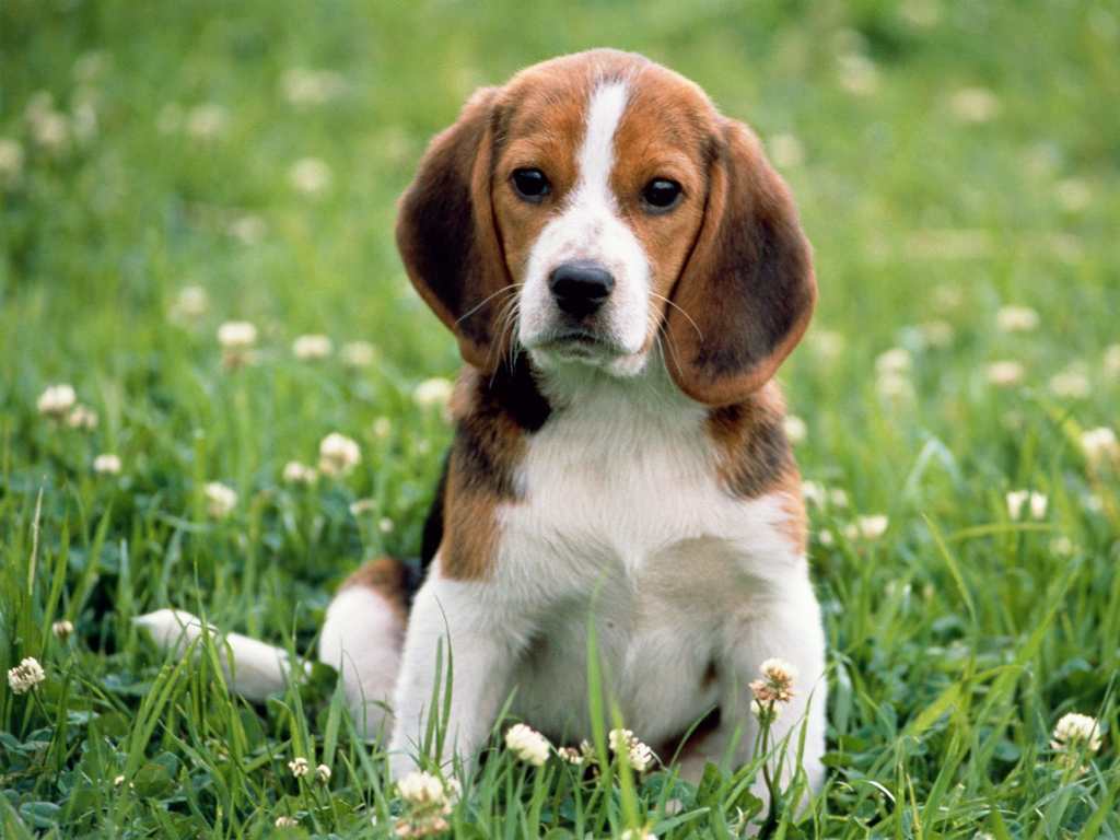 Cute Puppy Dog Exclusive Hd Wallpapers . Download Wallpaper