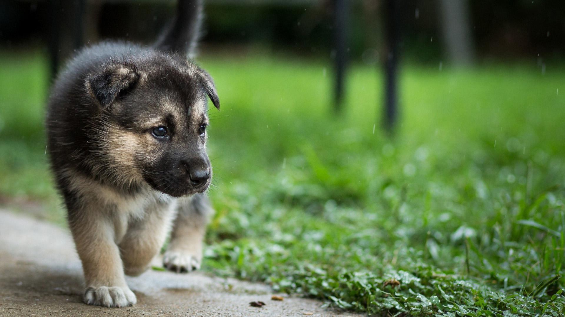 Beautiful puppy (dog) wallpapers | HD Wallpapers Rocks