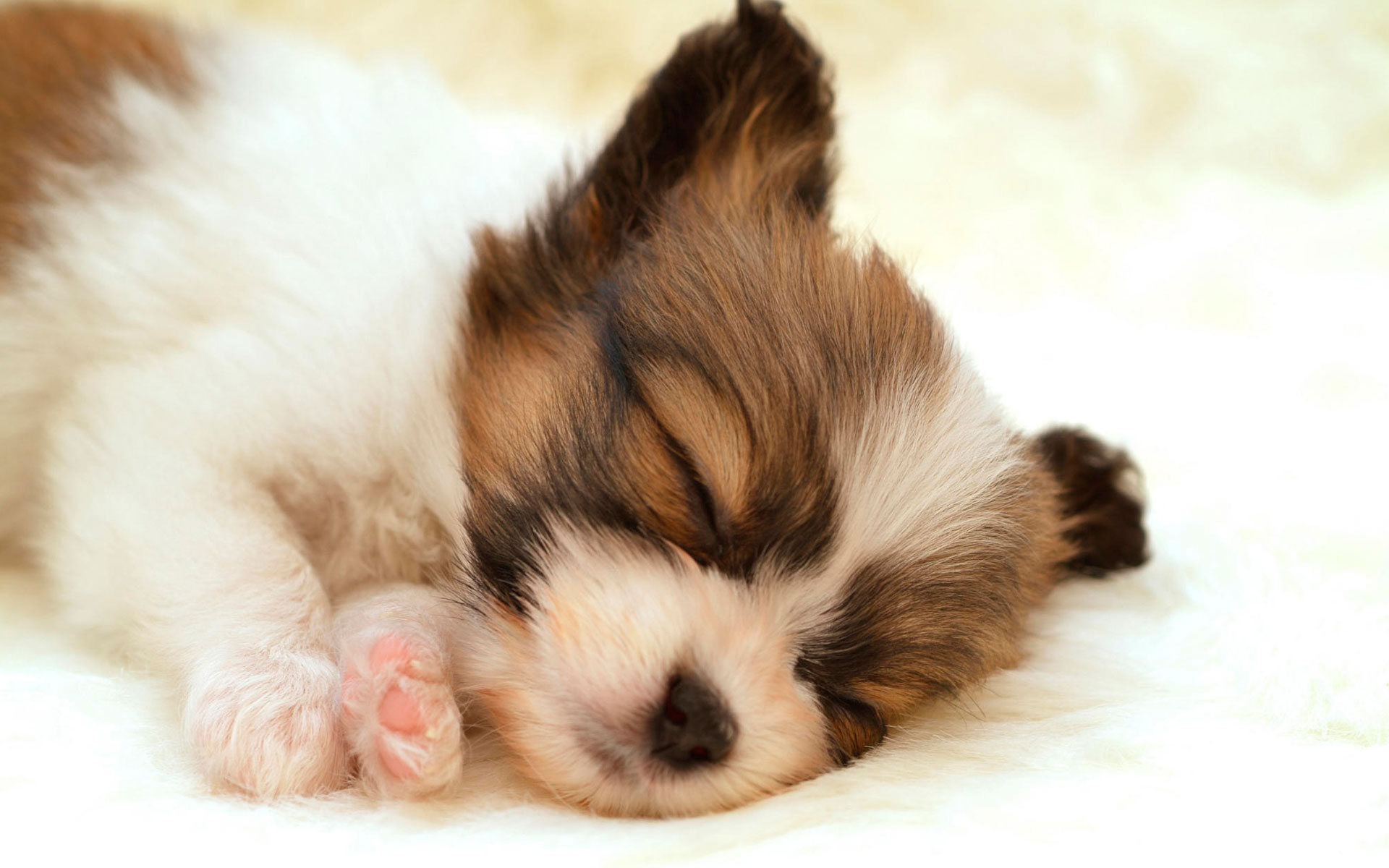 cute-Puppy