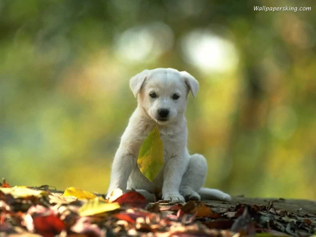 Cute Little Puppy Dog Wallpapers HD Wallpapers 4334 - PetPictures