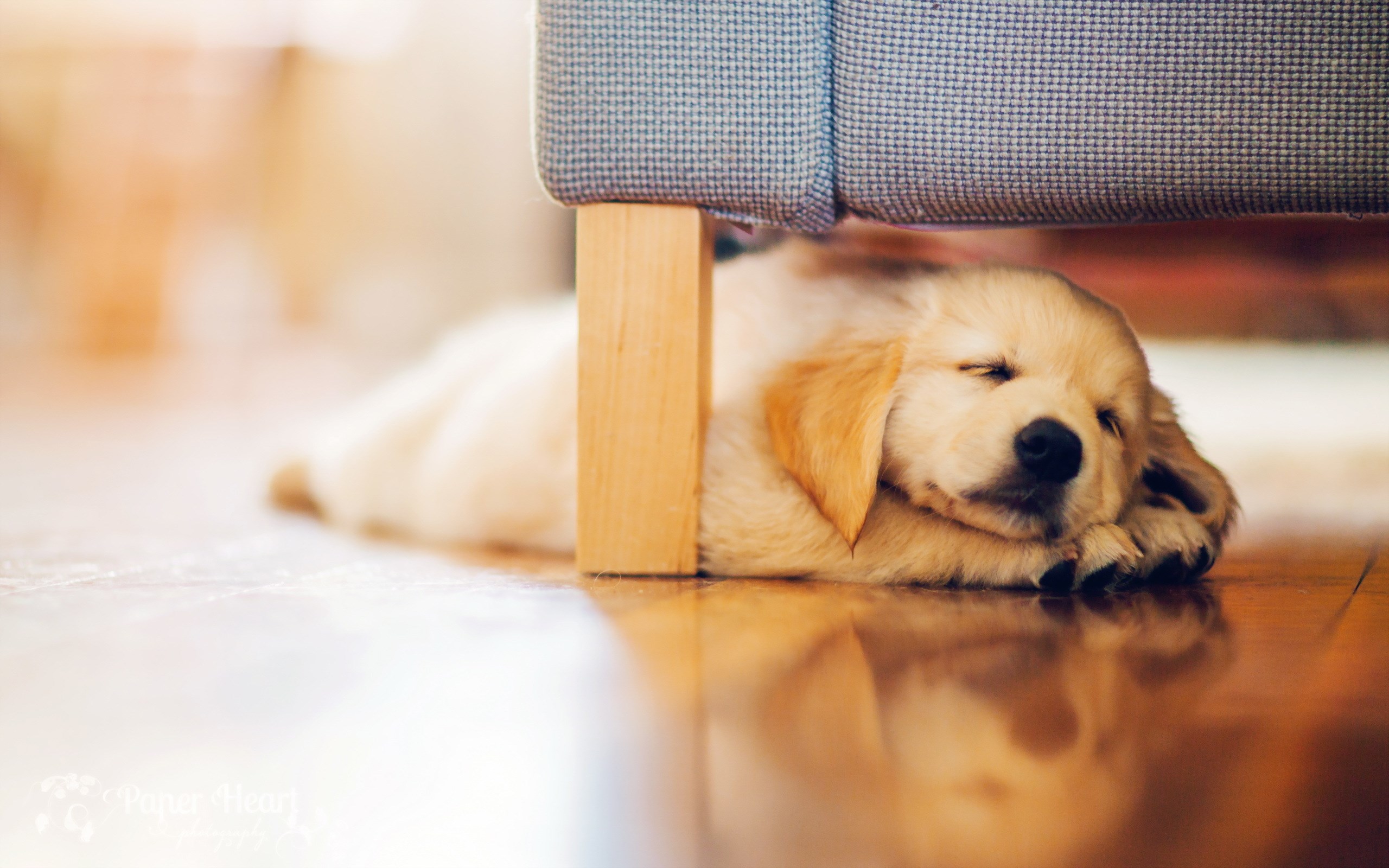 Dog, Puppy, Sleeping, Couch, Floor - HD wallpapers