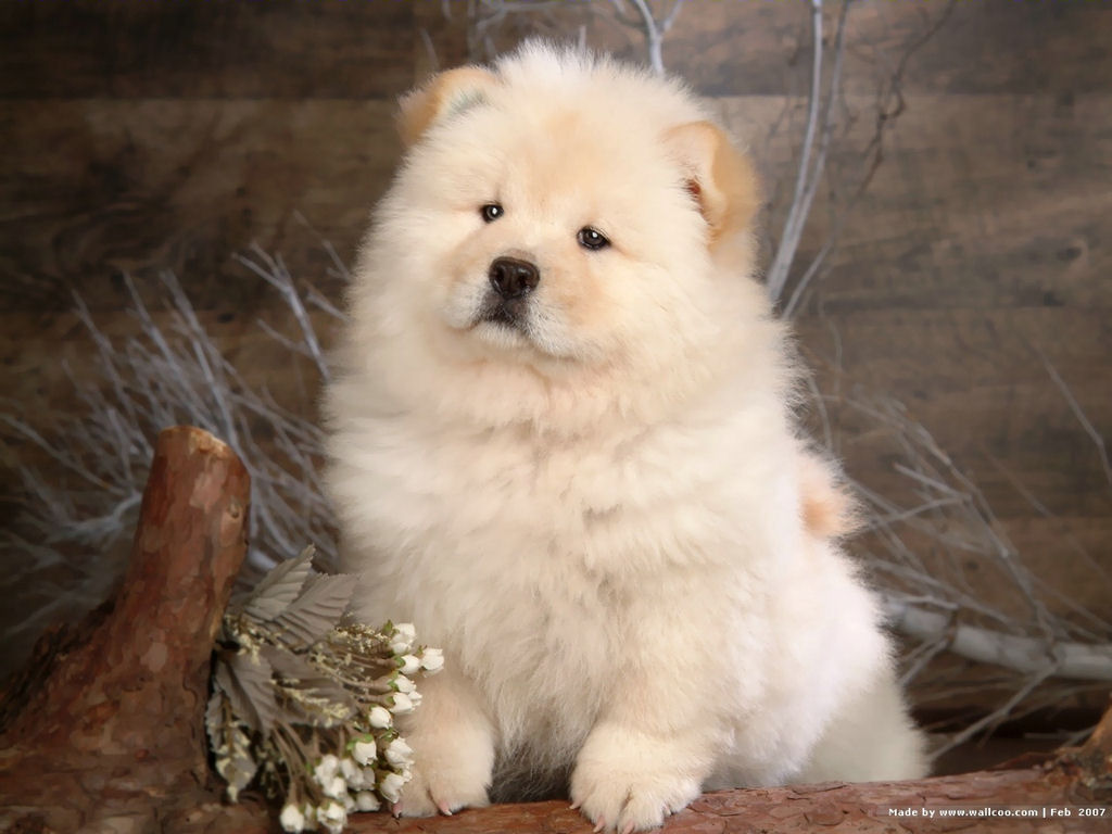 Cute Chow Chow Puppy Dog Wallpaper For Your Computer Desktop ...