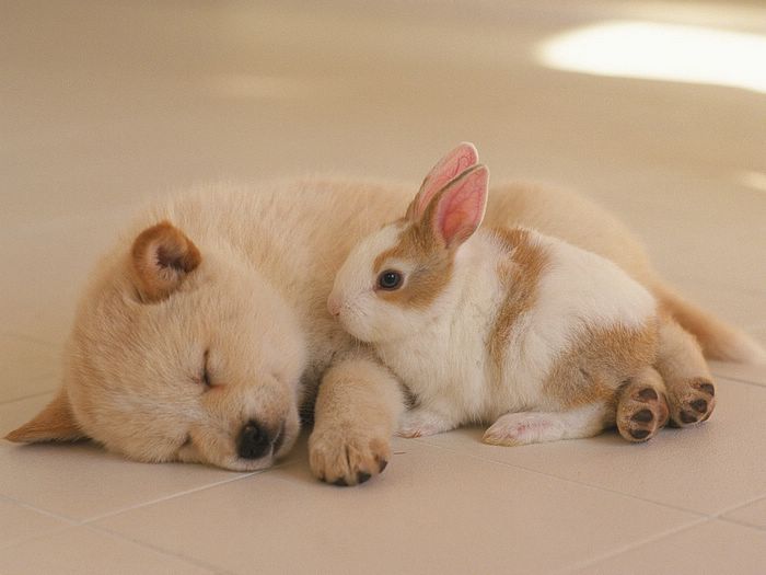 Photo: Puppy and Bunny - A Puppy Sleeping with a Rabbit 1600*1200 ...