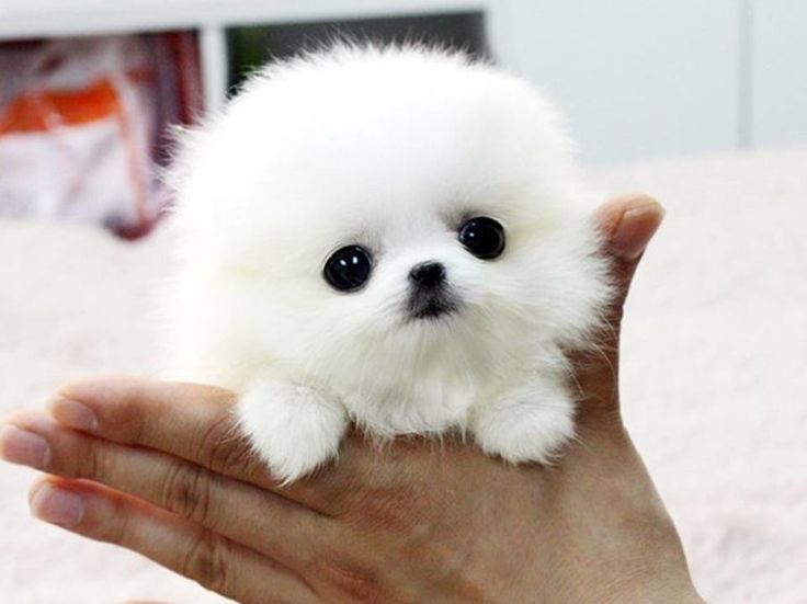 pom puppies | White Pomeranian Puppies Dog Wallpaper Background HD ...