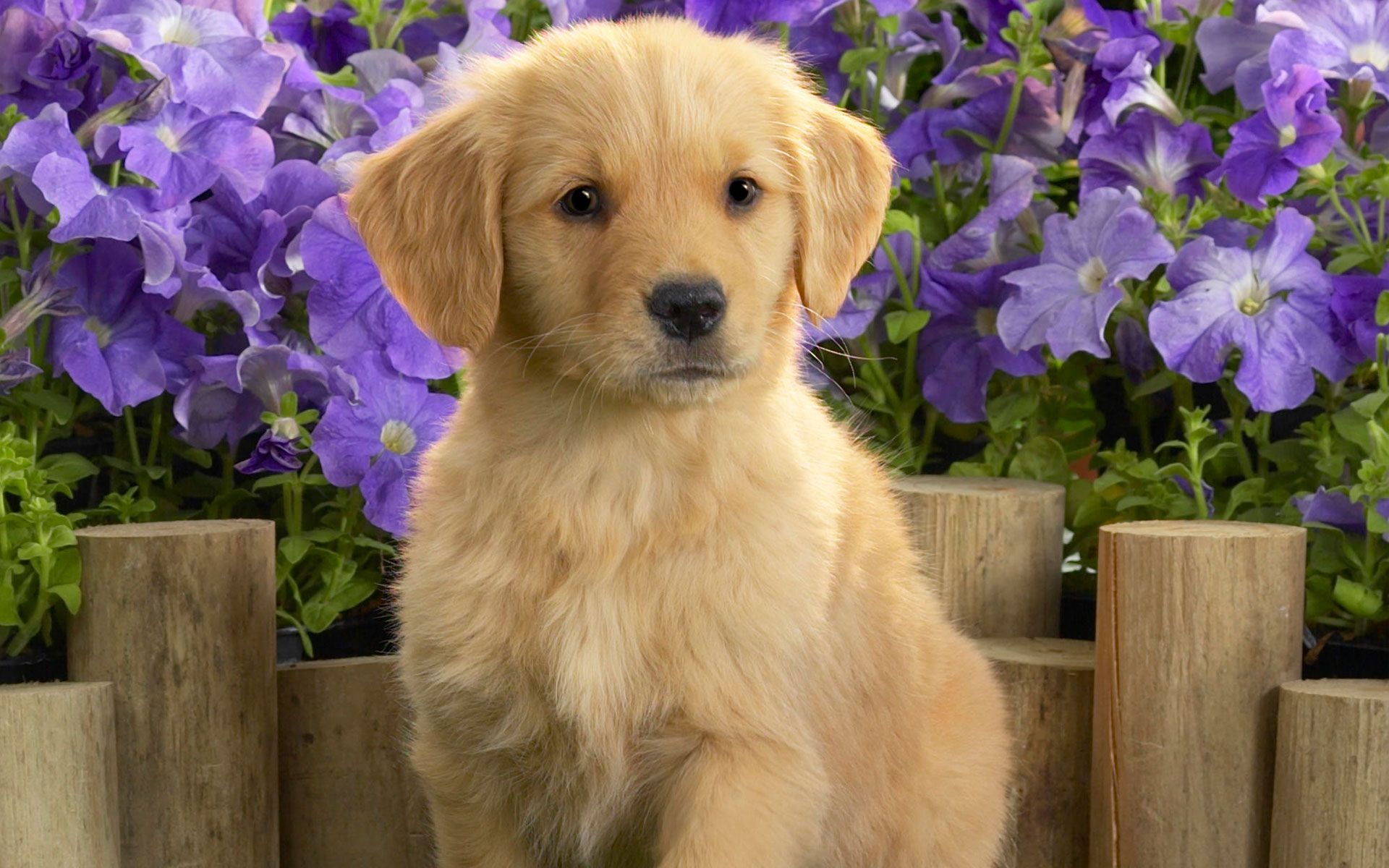 Yellow Labrador Puppy Wallpapers | HD Wallpapers