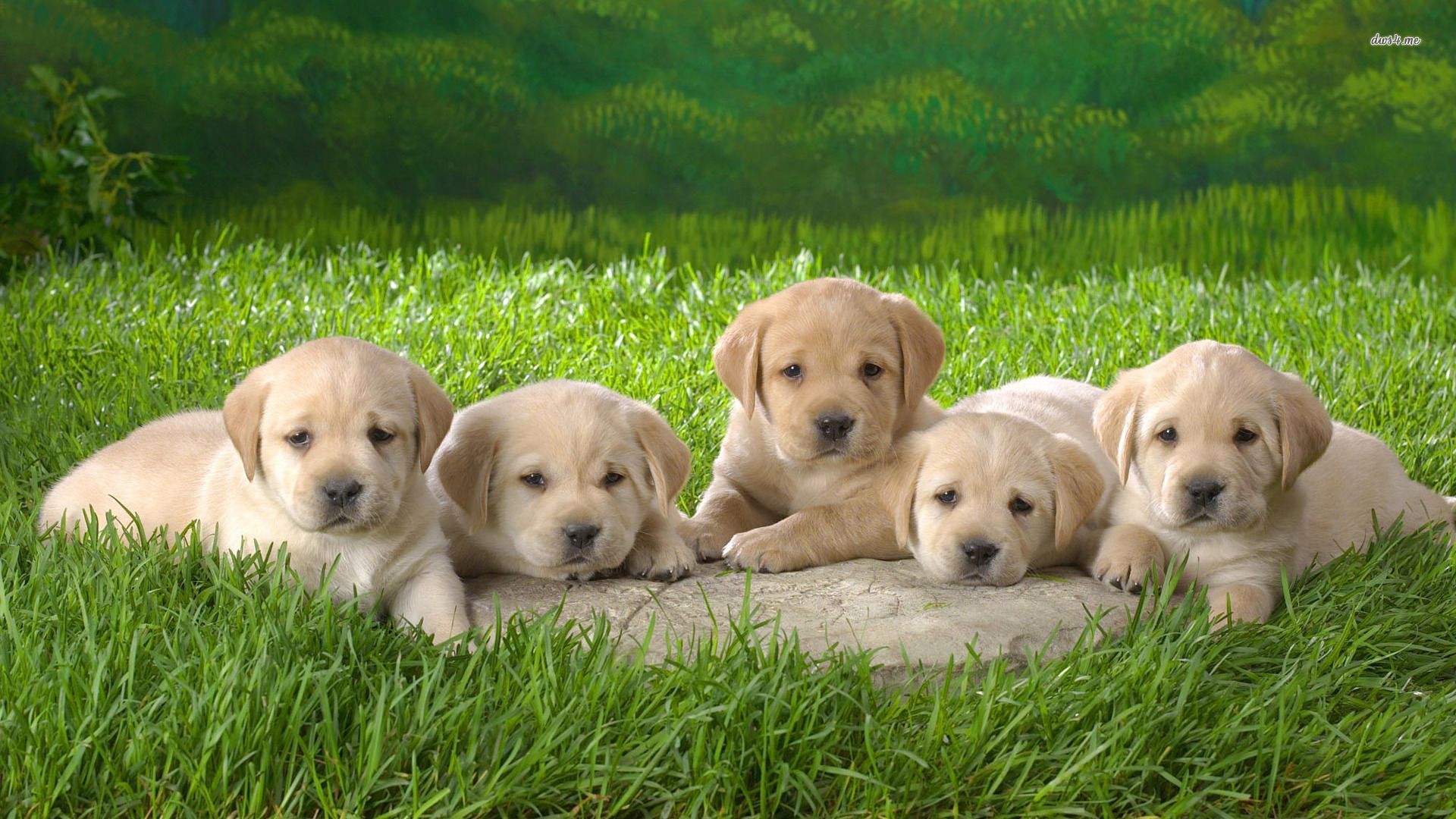 Labrador Retriever Puppies wallpaper - Animal wallpapers