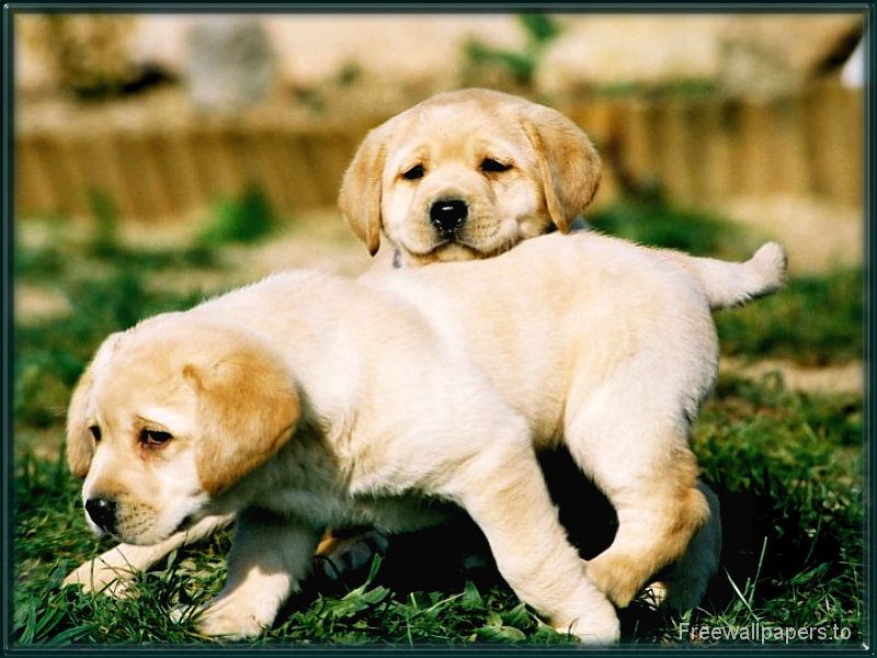 Labrador puppies - Dogs Wallpaper (1082711) - Fanpop