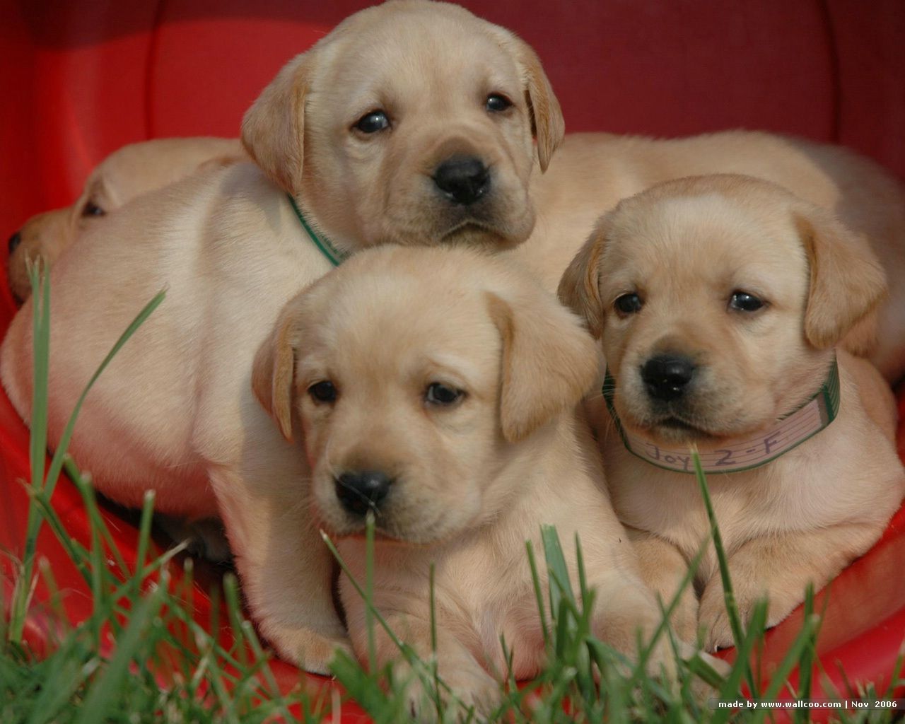 Three Labrador Retriever puppies photo and wallpaper. Beautiful ...