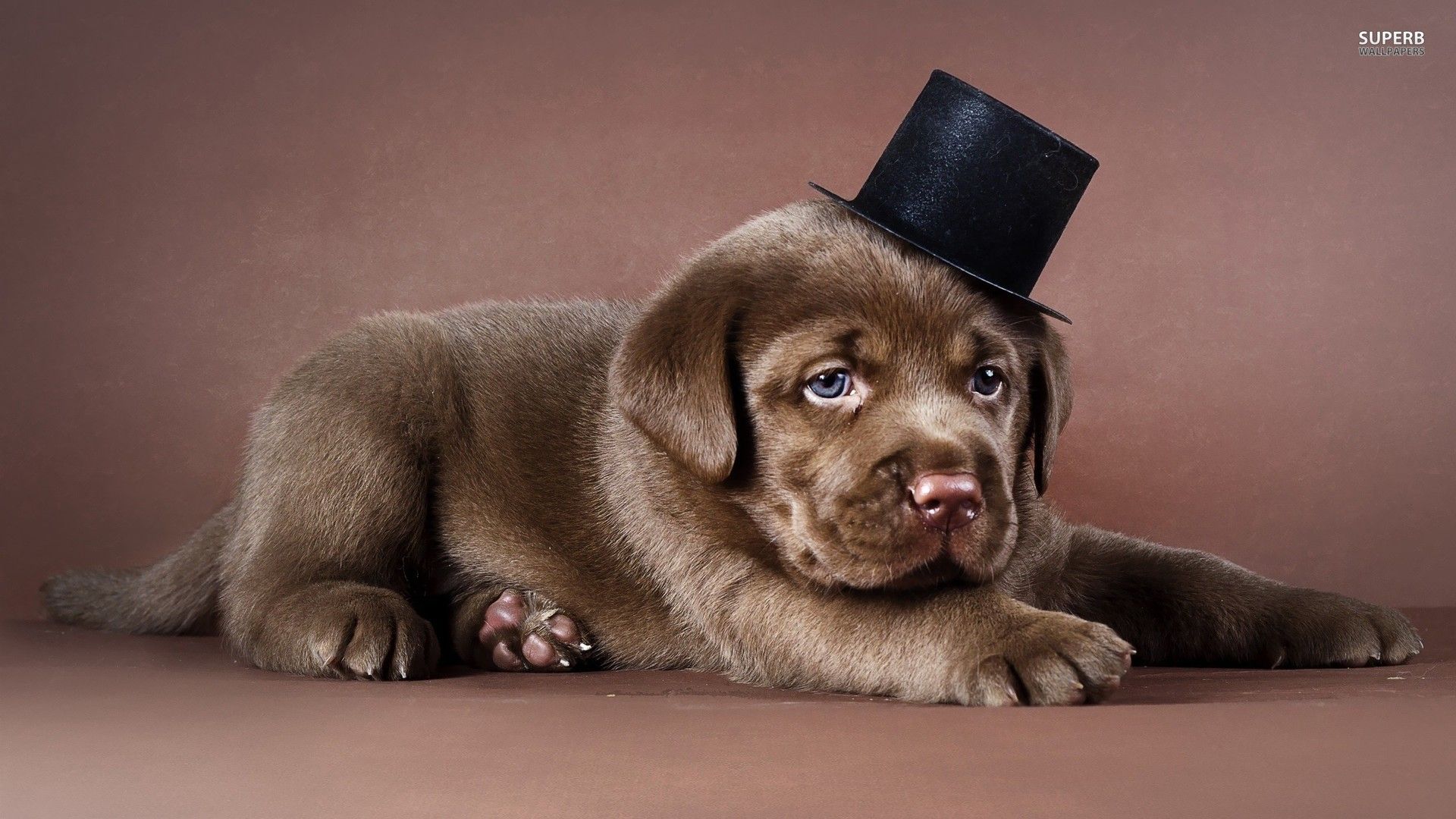 Labrador puppy with a tophat wallpaper - Animal wallpapers