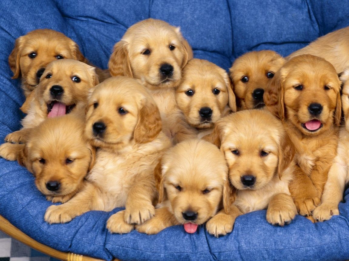 Cute Labrador Retriever Puppies Group HD Wallpaper Animal Pictures
