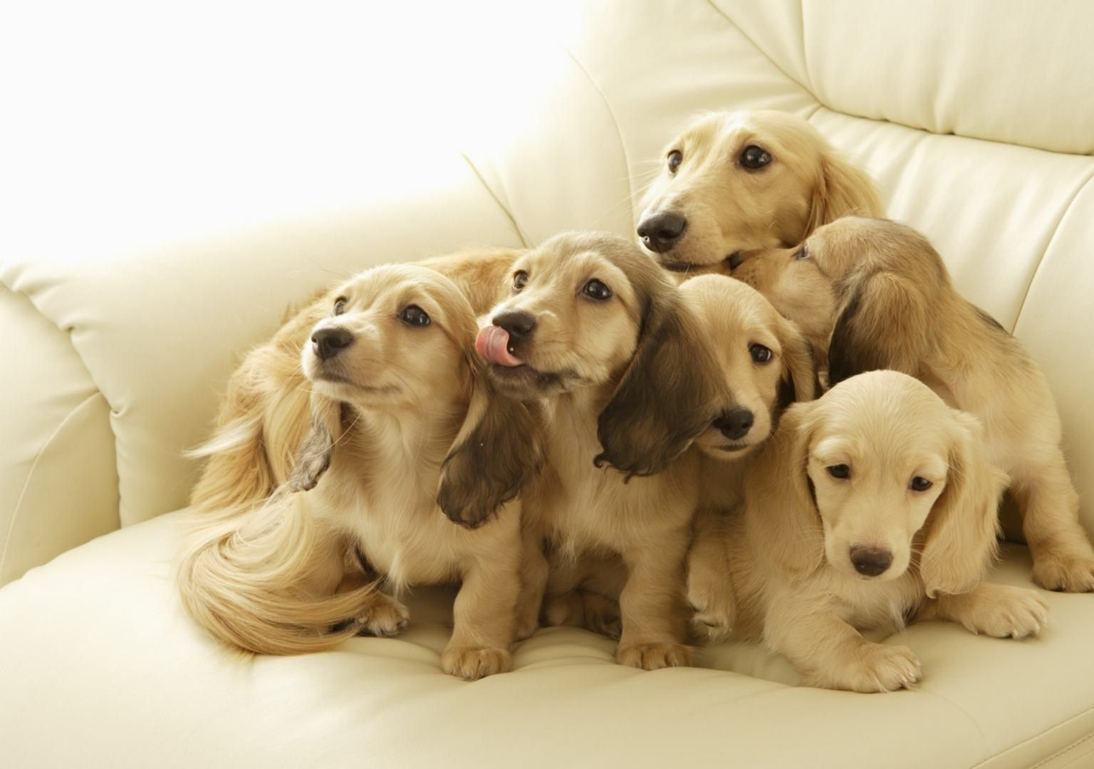 Beautiful Cute Labrador Puppies Wallpapers HD Dogs Hd