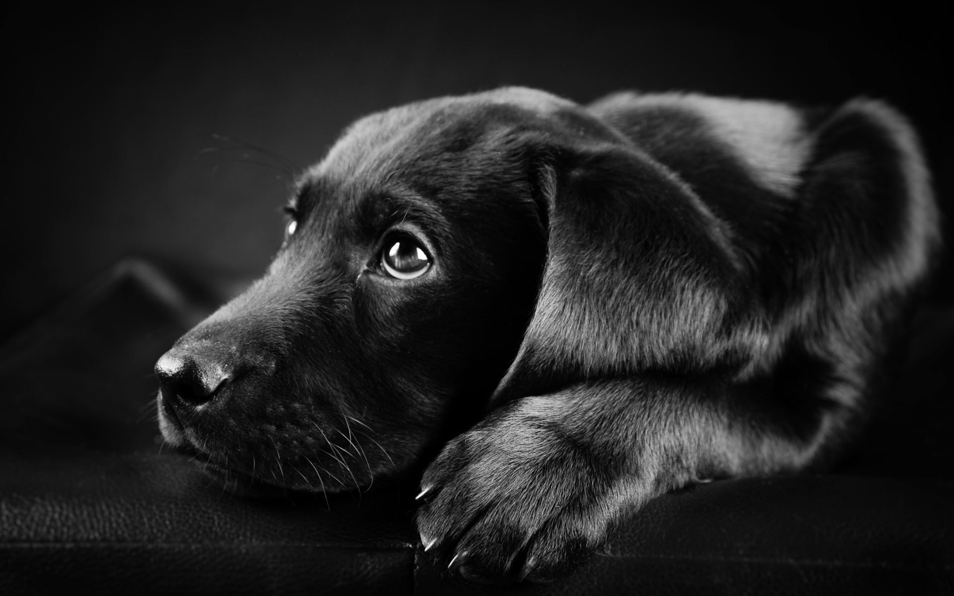 Black Puppy HD Wallpapers, Black Puppy Photos, New Backgrounds
