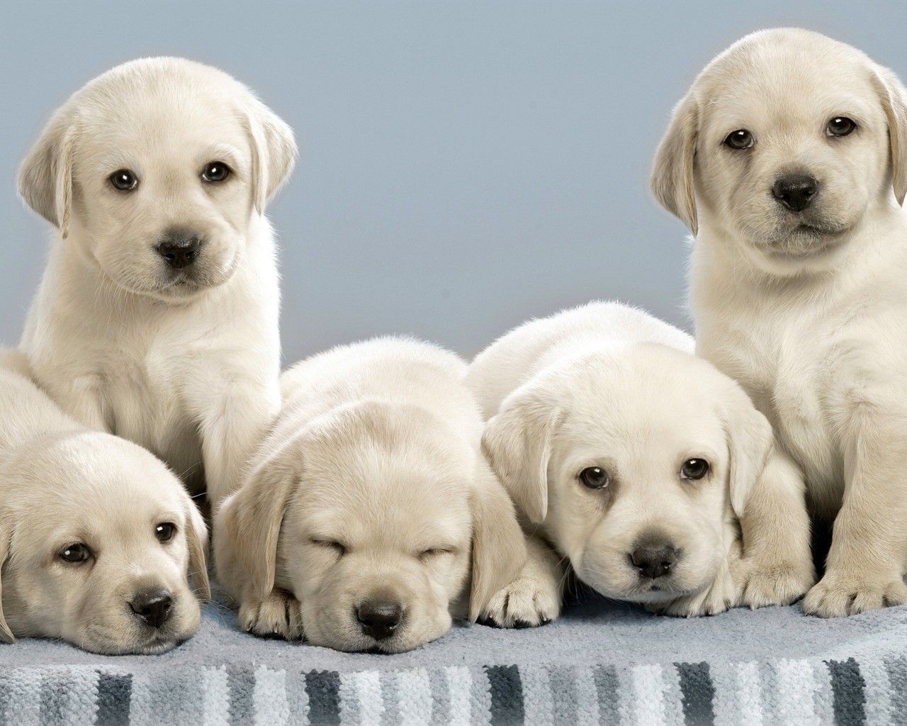 Cool-Labrador-Dog-Puppy-Wallpaper-HD.jpg