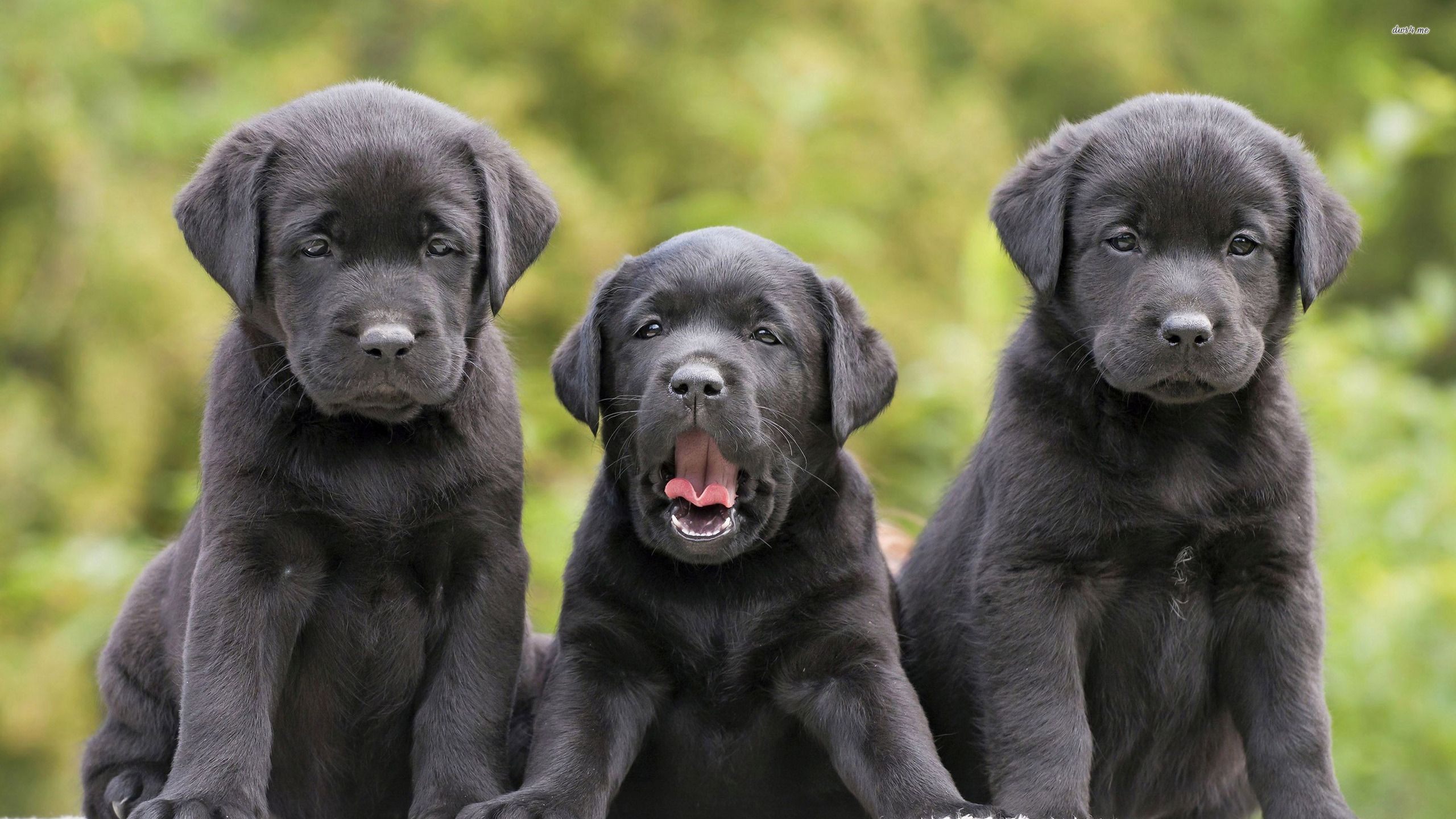 Black Labrador Retriver puppies wallpaper - Animal wallpapers - #29791