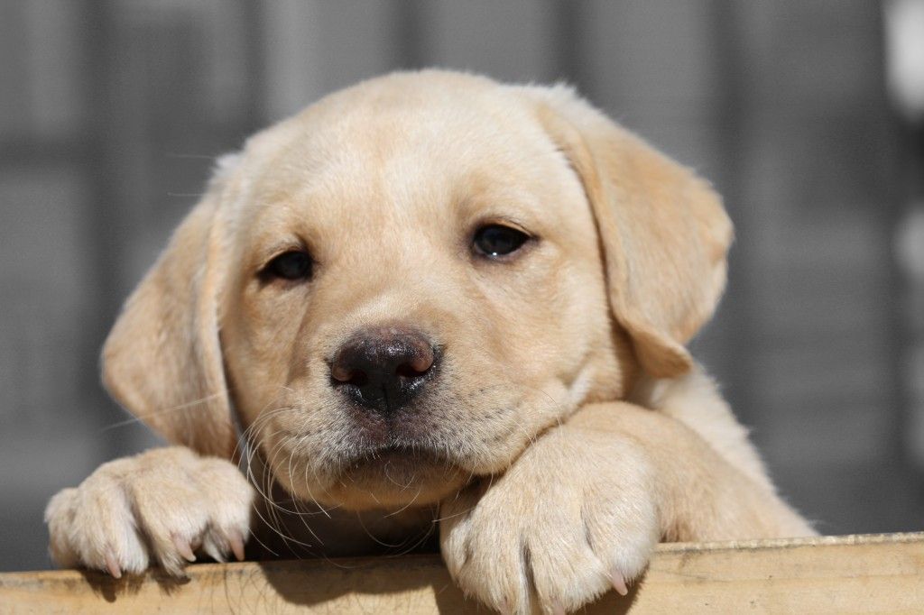 Labrador Retriever Puppy HD Wallpaper | Animals Wallpapers