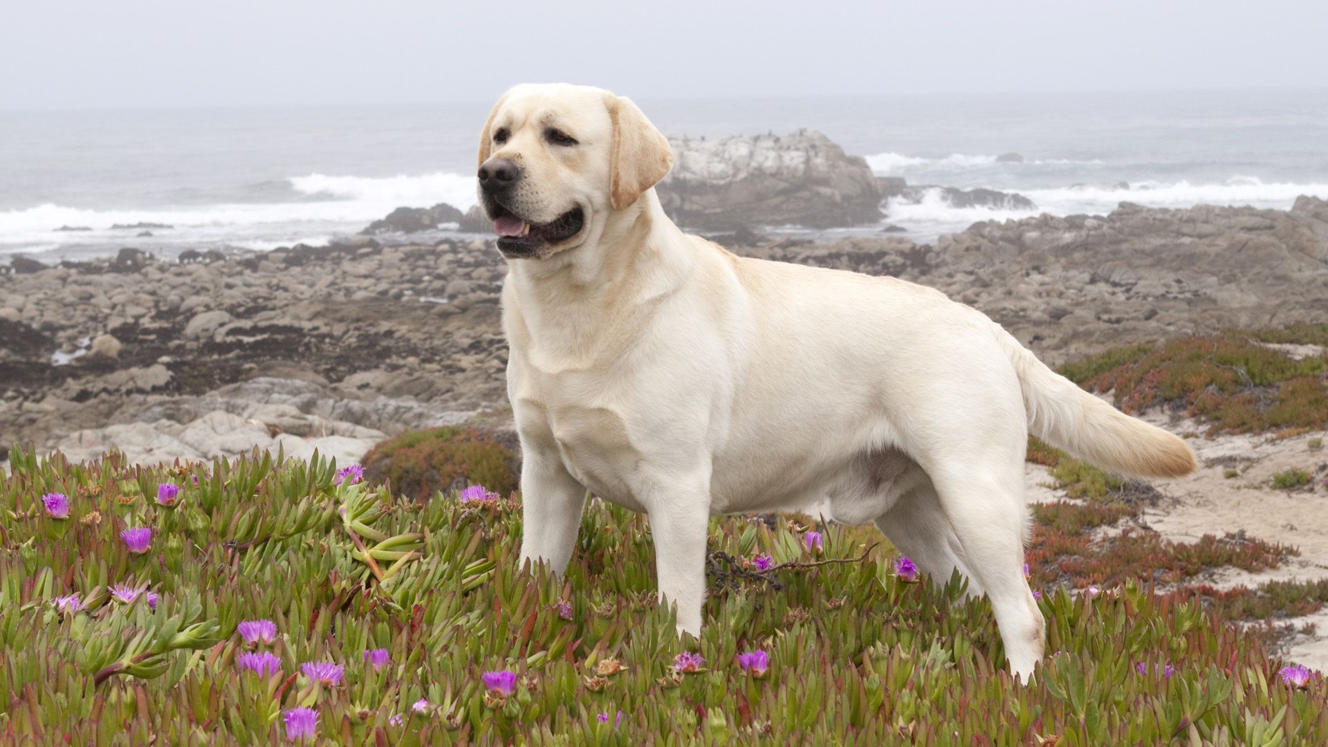 Labrador-Dog-HD-Wallpaper.jpg